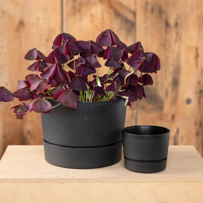 Root & Vessel Majestic Mid-Century Modern Low Profile Cylinder Pot, Matte Black, 6.5" - Image 2